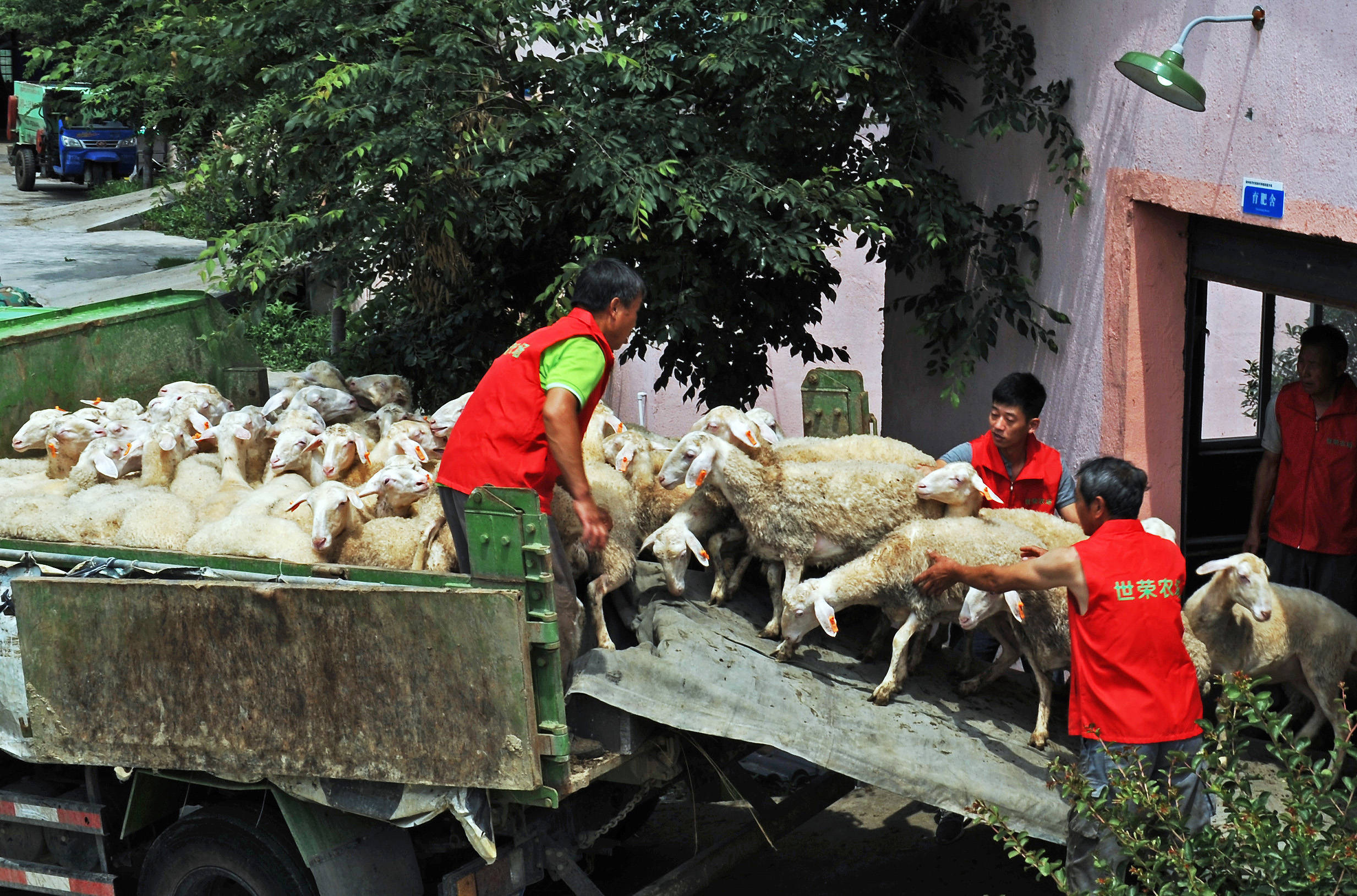 南浔区|浙江湖州：五千扶贫羊踏上援川路