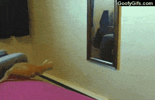 3af7f8a847f143488c75721818546161.gif