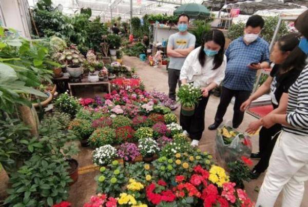 市民|崂山枯桃花卉市场：市民周末“采”花忙