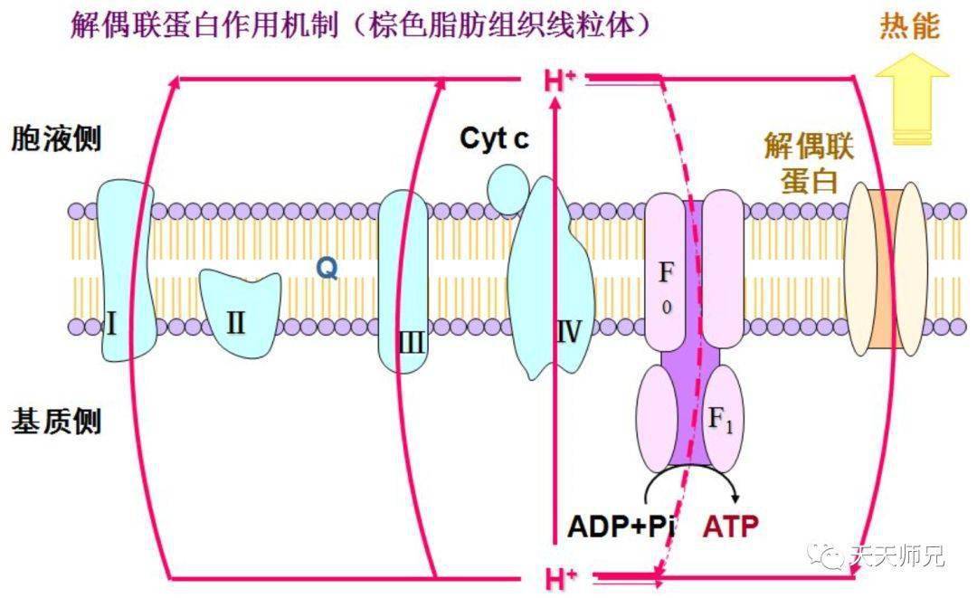 呼吸链