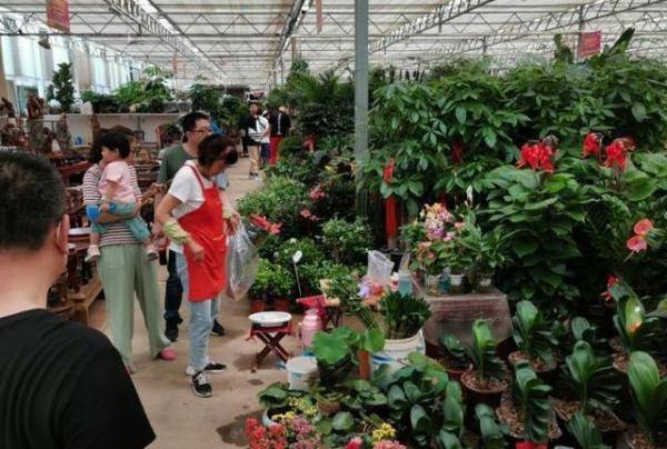 市民|崂山枯桃花卉市场：市民周末“采”花忙