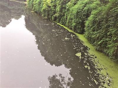 鱼儿|人民公园河面漂浮大量死鱼 市民追问到底咋回事