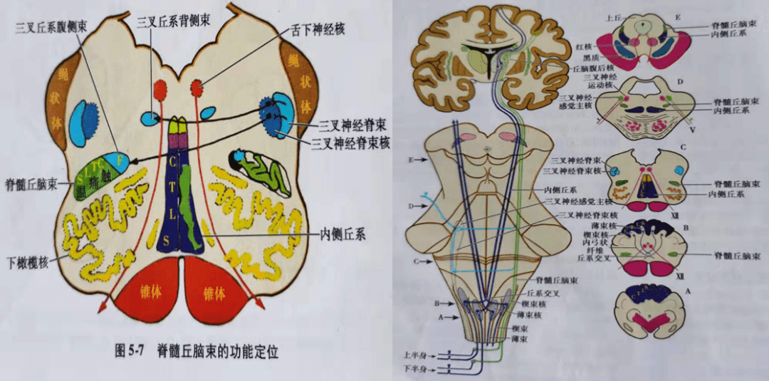 其中面神经核下部(支配下部面肌)和舌下神经只