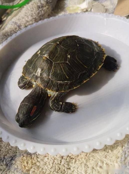 怎样预防龟龟溺水?