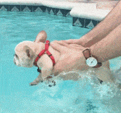 花生漫画 | 假如狗狗摆地摊