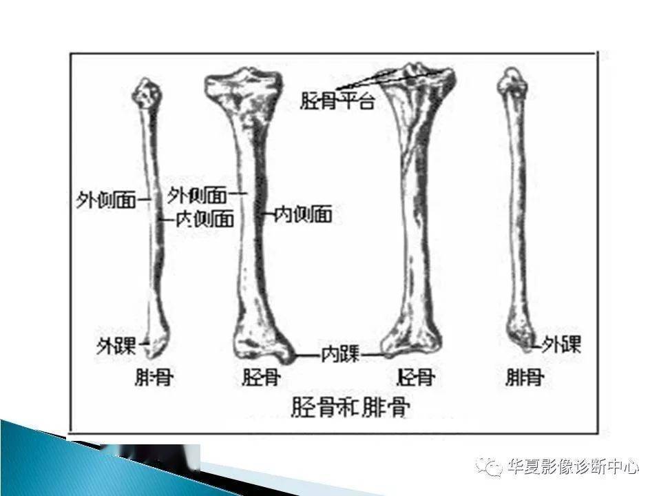 踝关节的解剖及mri扫描技术