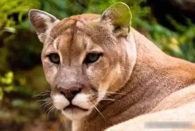 动物凶猛排名_凶猛动物图片