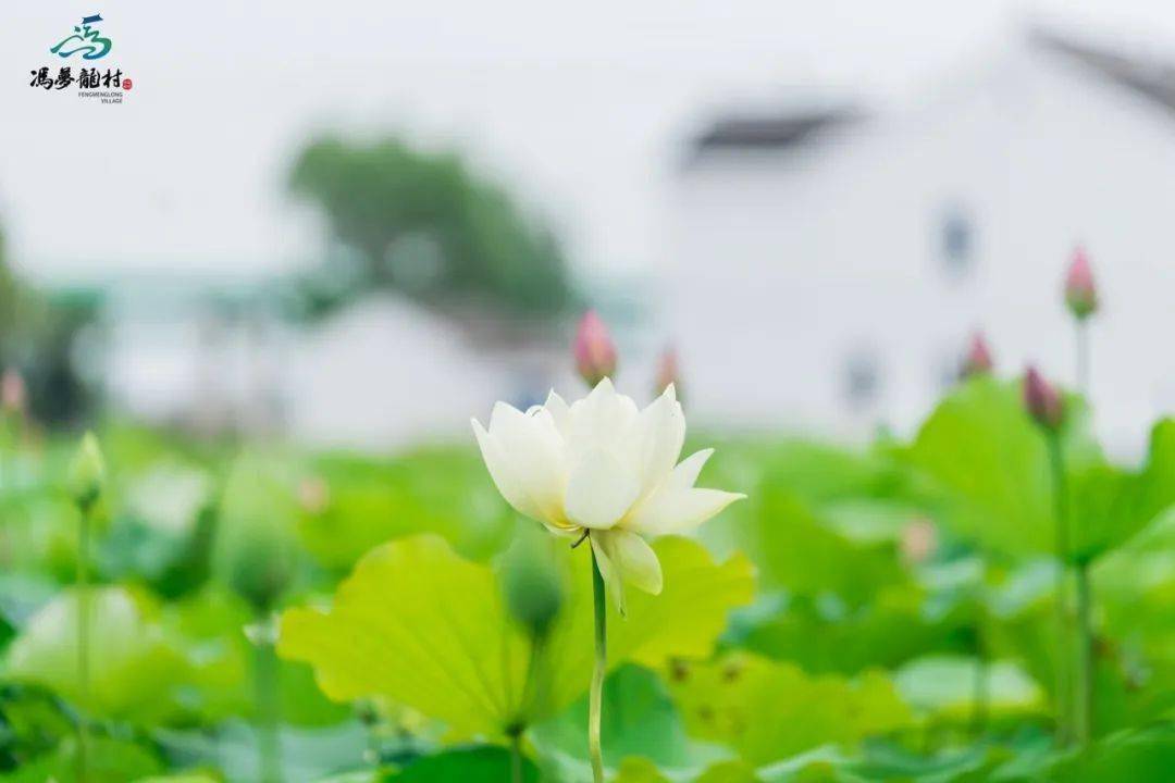 什么时候才是夏天 ceb7e4ed6cc84af78f78f91ada3ca56c.jpeg