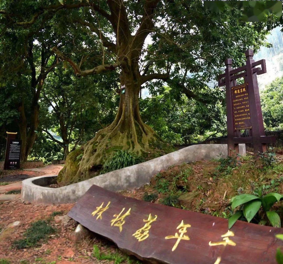 "郭老所说荔枝湾,就是距离乐山中心城区(市中区)几公里之遥的