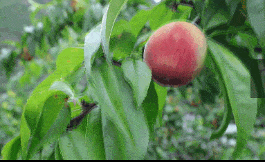 彭州夏天日记 | 桃子:听说你在想peach吃