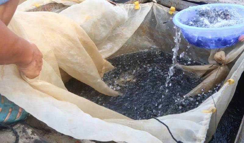 宣传日|三亚启动全国海洋宣传日活动 上百万尾鱼苗回归大海