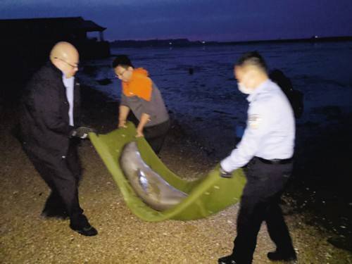 报警|小江豚浴场搁浅