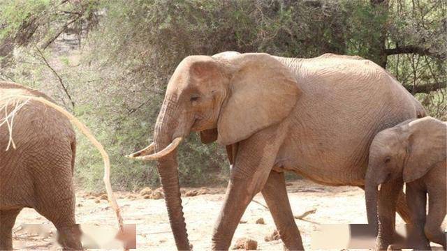 大象:脚的"听力"可达数公里;非常讨厌蚂蚁