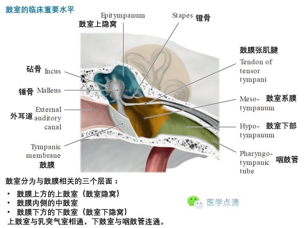 影像解剖丨外耳,中耳,内耳解剖