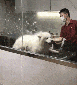 铲屎官化身搓澡工:谈谈狗狗洗澡那些事儿