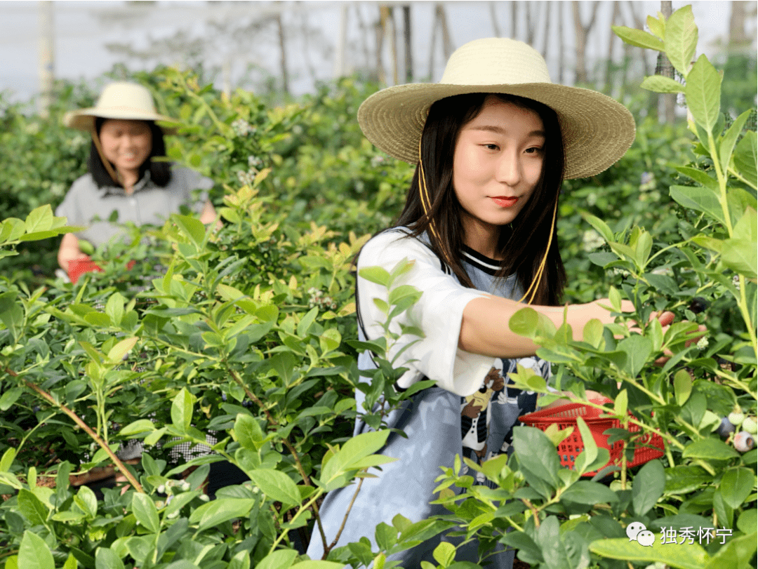 而在力臣公司隔壁的智辰公司,来自浙江的收购商把刚刚装满一车蓝莓的