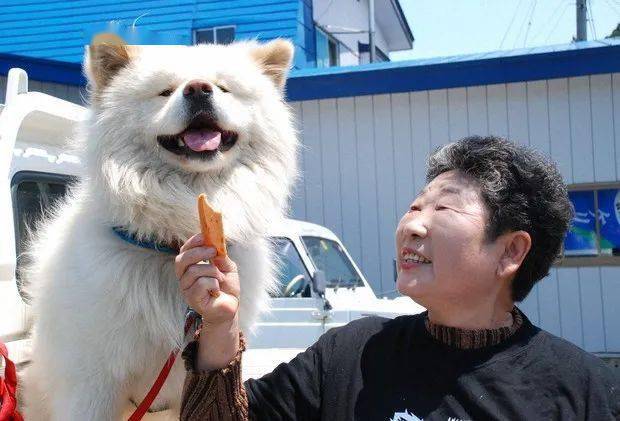 日本超人气的丑萌秋田站长走了，网友送别：它终于和奶奶团聚了！