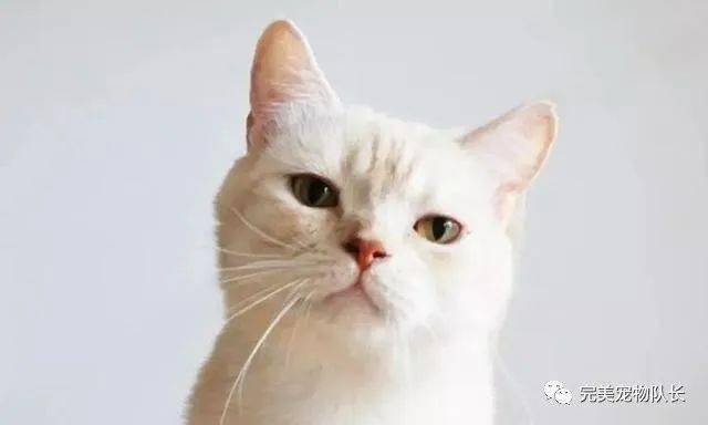 ab081a355ded4c248deae78953da233e.jpeg