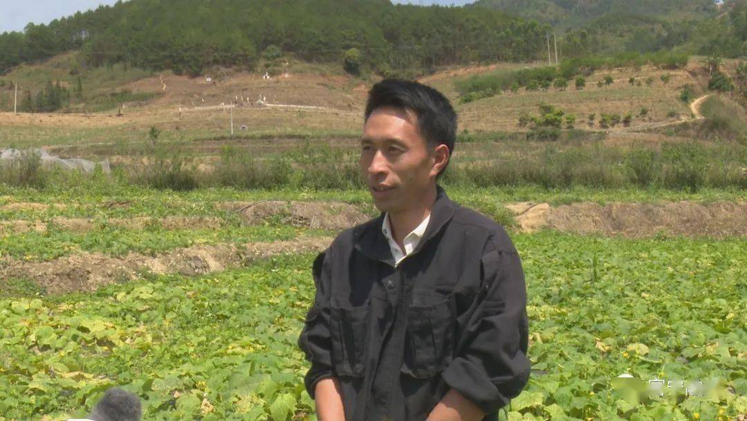 百亩土地促村民增收四五万富宁归朝是这样做到滴