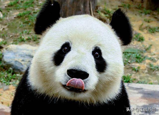 惹人喜爱被誉为活化石和中国国宝大熊猫的萌照