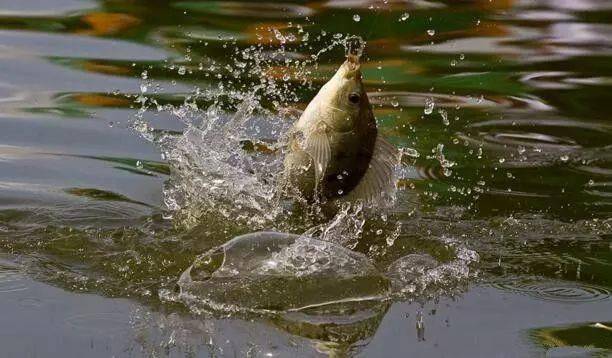 怎样才能钓上鱼 01dc7299ea17411aa67c4bdf5ff10211.jpeg