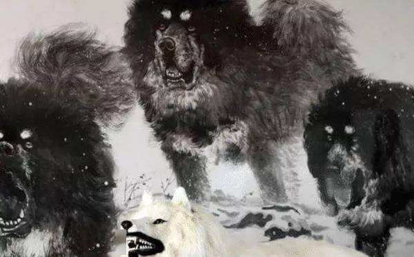 藏獒王为护羊群遭群狼围杀,拼死七只狼后,与狼王同归于尽!