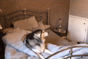 二哈靠在了主人旁边,然后宠主一边抱着宝宝一边抱着狗狗.