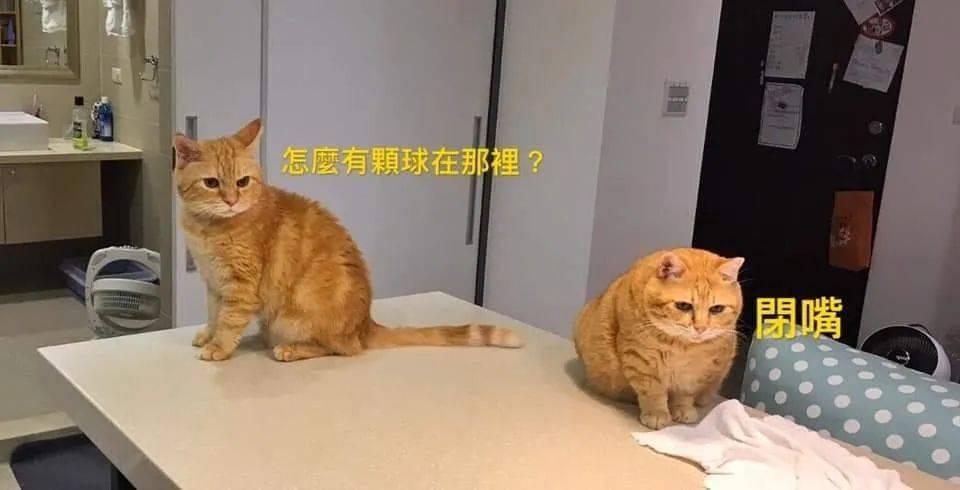 别把两只橘猫放一起养，因为肥橘的胖真的会传染