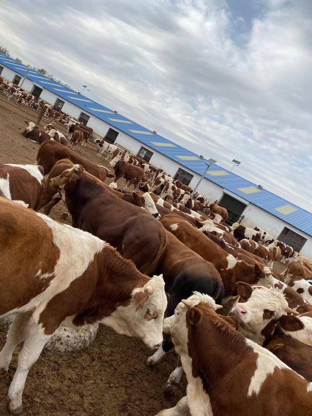 肥牛的出栏取决于需求我国的牛肉市场需求量很大养牛人不用担心(图2)