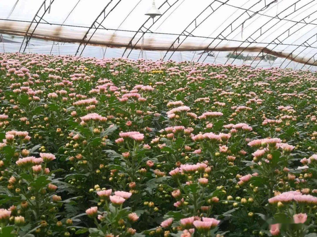 凌源的花卉生产从上个世纪八十年代开始起步,最早以为广东,福建等地