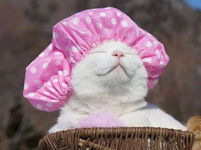 戴着浴帽的猫咪们,好可爱啊