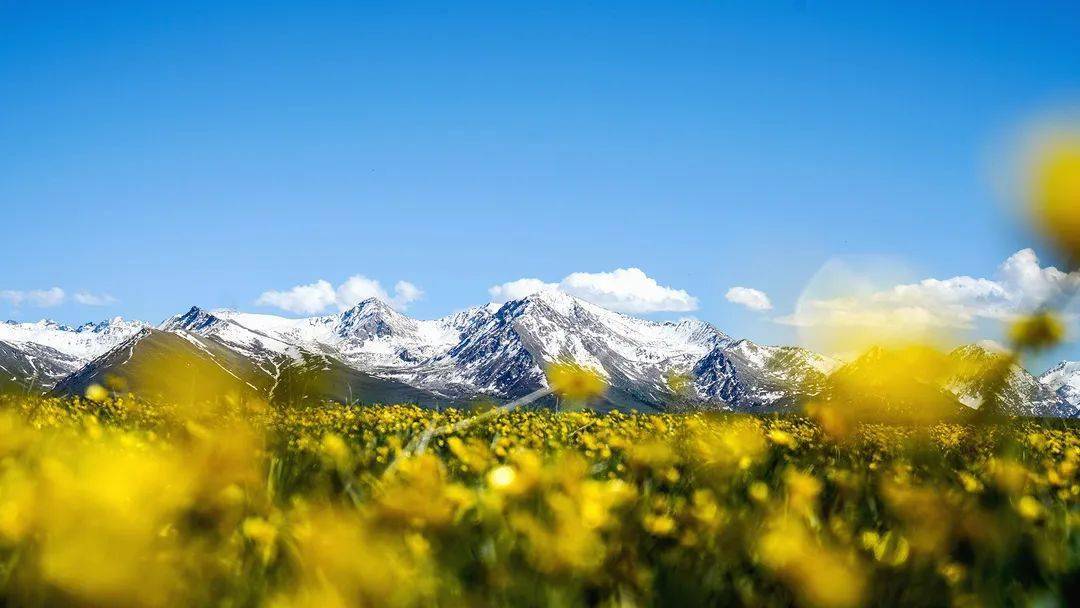 5月底喀拉峻毛茛花海 | 摄影:@猩途旅行