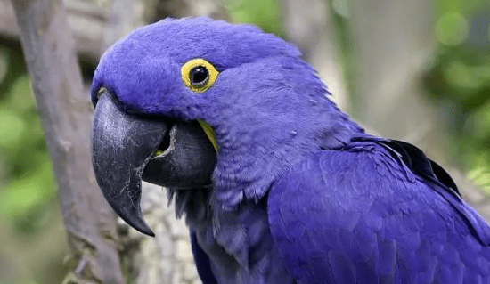 世上有4种稀有的蓝色金刚鹦鹉紫蓝金刚鹦鹉不是最稀有的