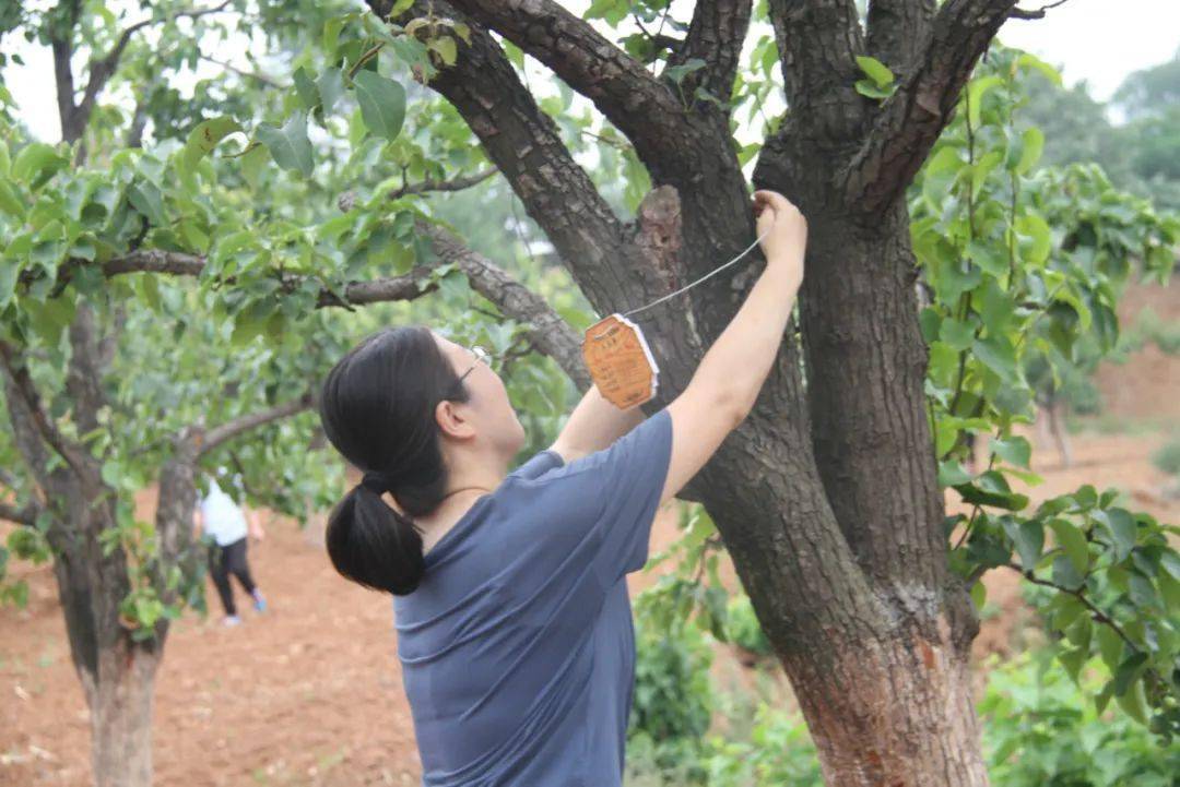 梦回梨树下的温馨探望，解析梦中梨树支子与家庭情感的交织