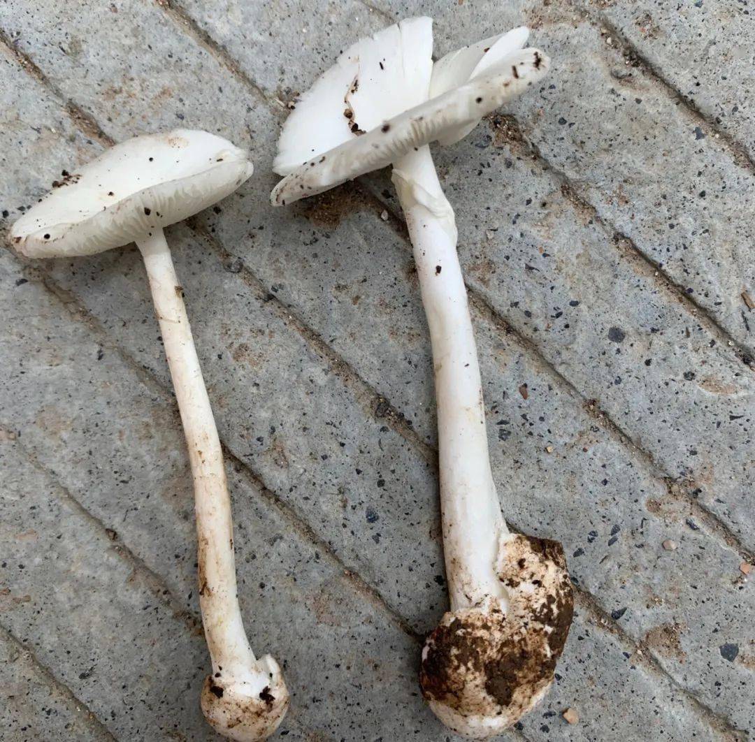 裂皮鹅膏 剧毒