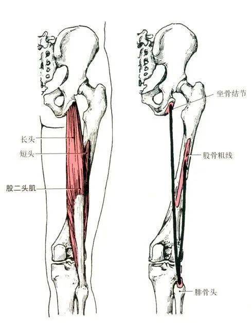 半腱肌和半膜肌