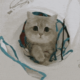 网红猫咪 | 熊仔表情包 第六弹