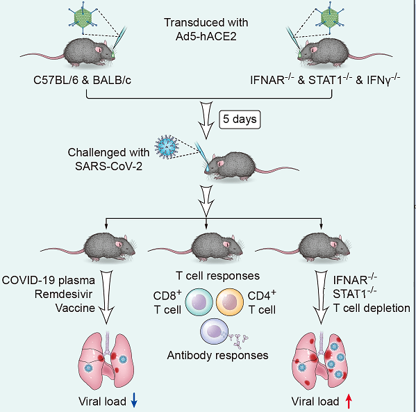 【关注】最新成果!钟南山团队构建首个新冠肺炎非转基因小鼠模型