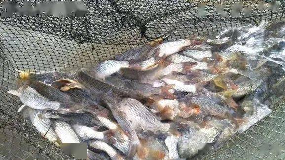 怎么养鱼不长绿藻 b5d8b098ca6c4d7d9cb83b086c5d1c5e.jpeg