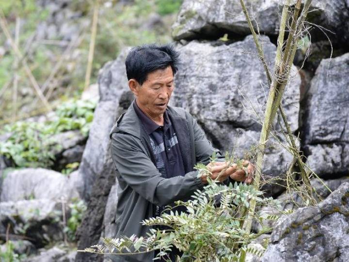 种植|“70岁还不老，我还要带着村民一起苦尽甘来！”