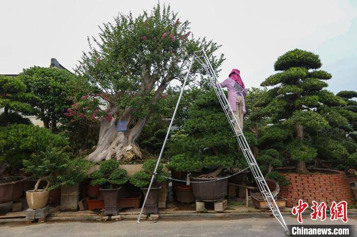 江苏如皋花木盆景绘就致富的"康庄大道"