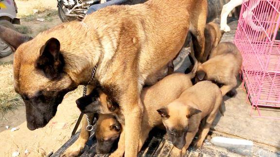 农村狗市真热闹马犬500块钱一只60斤重的萨摩耶才1000