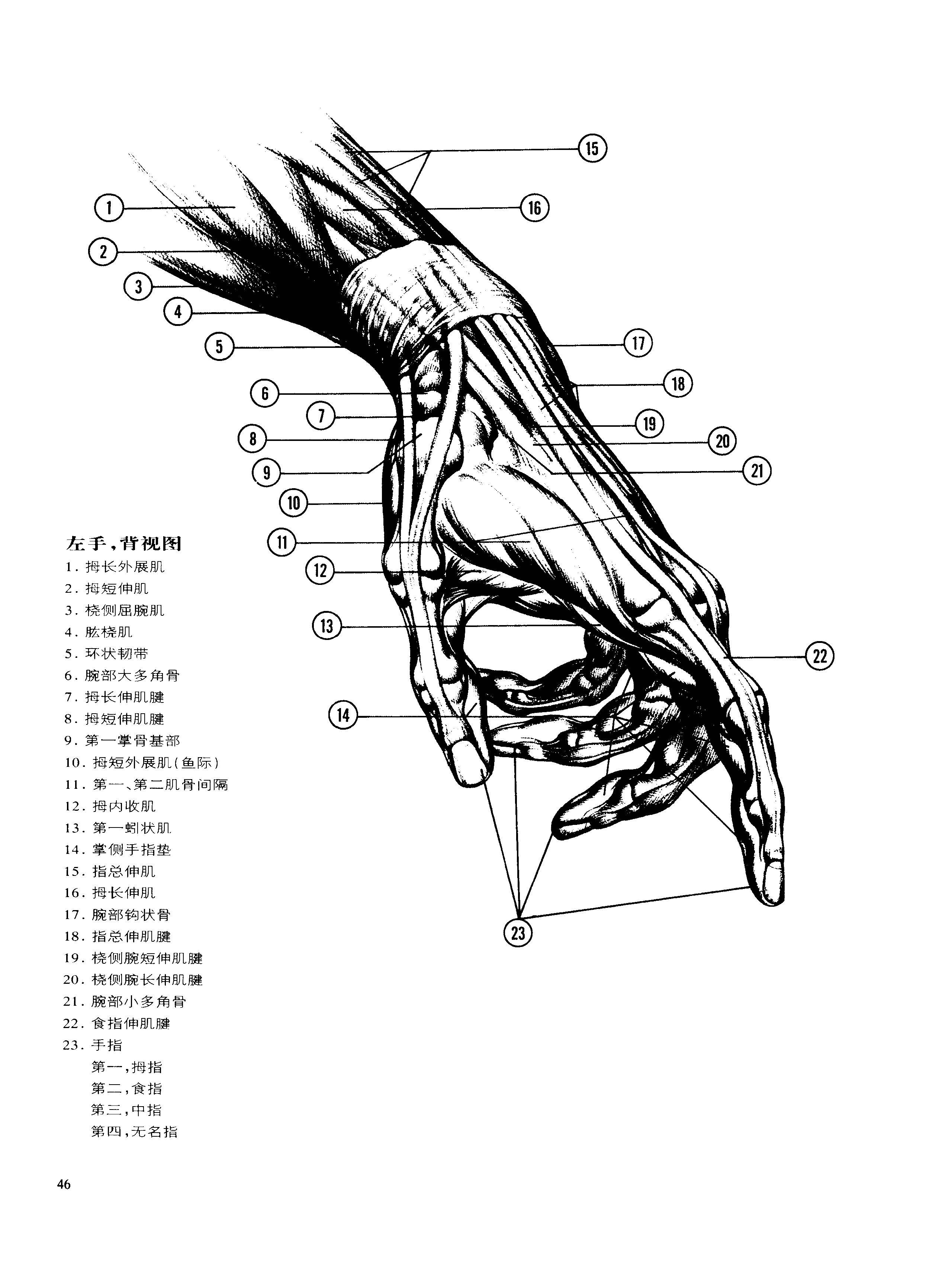 动态素描·手部结构 解剖与结构 伯恩霍加思