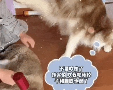 家里来了客人想摸摸多多,袋哥却很谨慎:你戴手套了吗就摸我老婆!