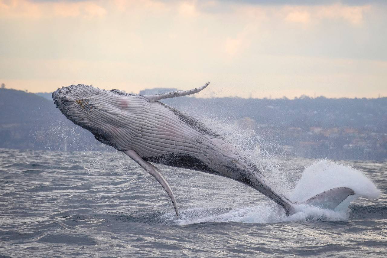 好几个月没见到人类的鲸鱼,疯狂跃出水面:我也很兴奋啊