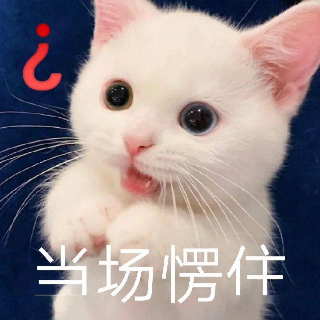网红猫咪 | 小奶猫蛋崽表情包(二)