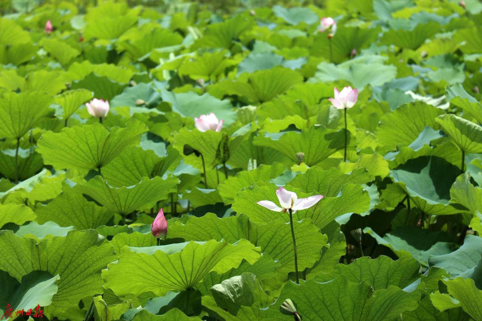 像一把把大伞,绿色的荷叶衬托着粉红色的荷花,引来无数红蜻蜓和小蜜蜂