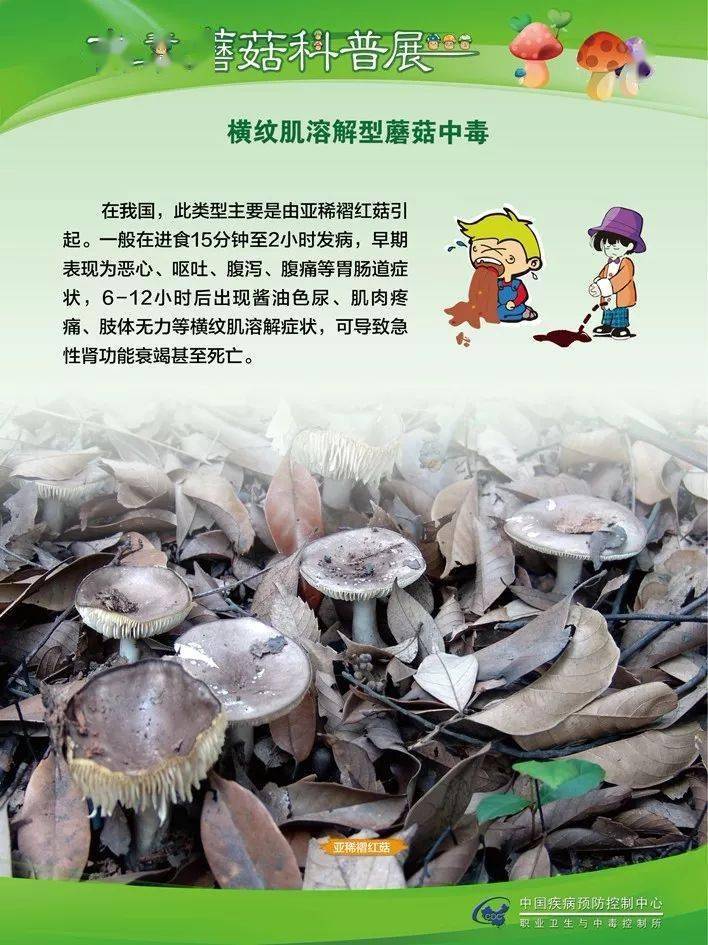 蘑菇怎么长出来的科普 2b0cc6e7fac44501a82f04dbb6133dbd.jpeg