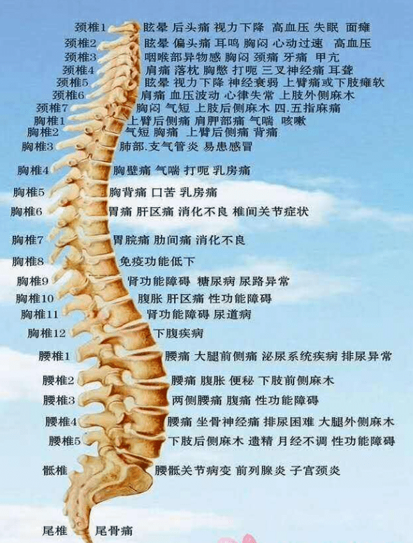 筋膜与脊柱的"暧昧关系"