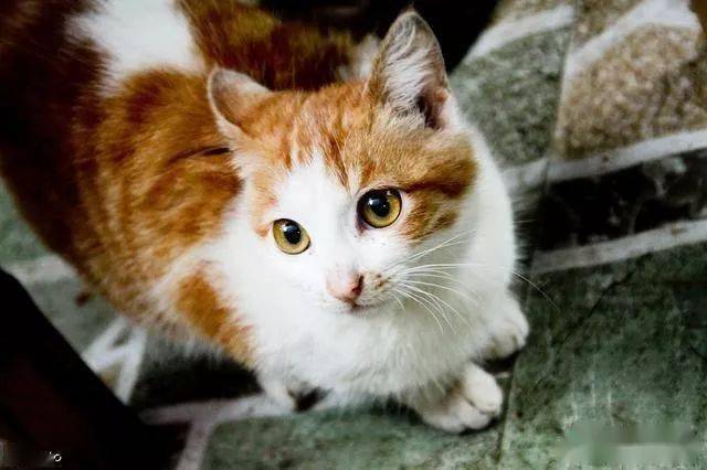 自由的猫咪图片 69ea81f823b3410ebd882a1c3b26fcef.jpeg